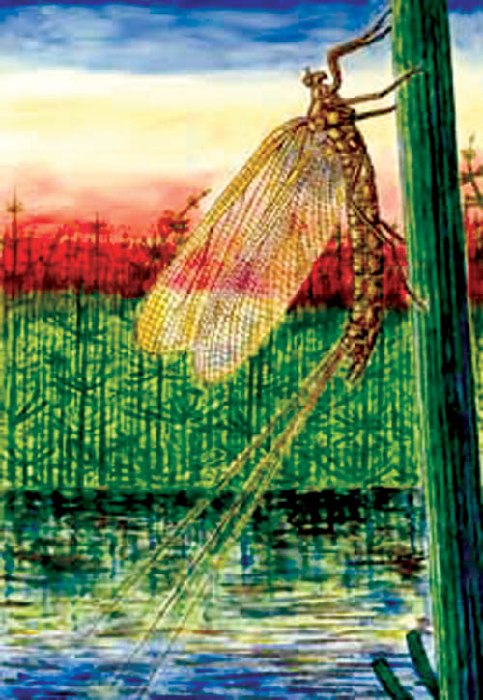 Представитель отряда палеодиктиоптер, дунбария полосатокрылая описана из нижнепермских отложений Северной Америки (Канзас). Имела яркую окраску крыльев